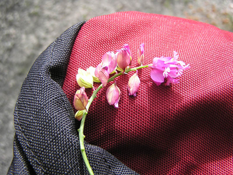 Polygala da determinare